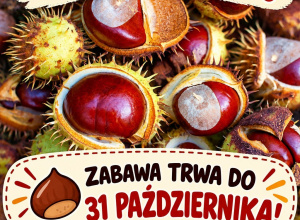 Zbieramy kasztany