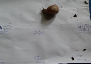 Karta obserwacji wzrostu roślin a na niej ślimak.