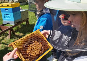 Dzieci ubrane w stroje pszczelarza oglądają plastry miodu.