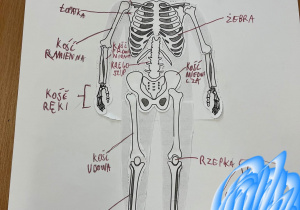 Uczniowie klasy VII podczas pracy nad złożeniem własnego szkieletu człowieka.