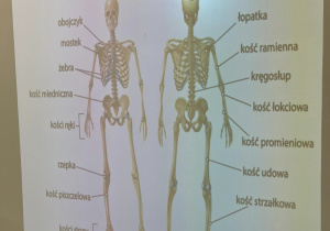 Uczniowie klasy VII podczas pracy nad złożeniem własnego szkieletu człowieka.