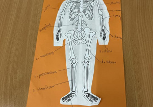 Uczniowie klasy VII podczas pracy nad złożeniem własnego szkieletu człowieka.